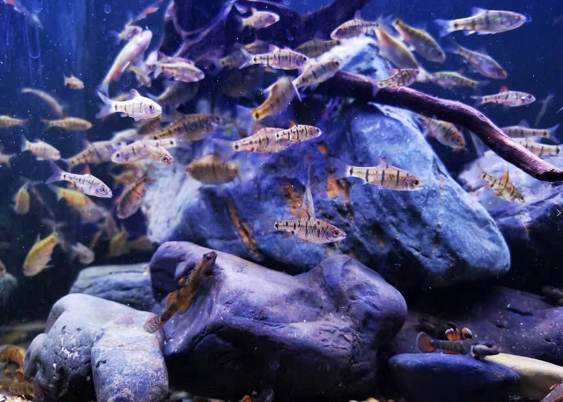 大型魚(yú)缸造景樹(shù)木推薦：大型魚(yú)缸造景中樹(shù)木推薦