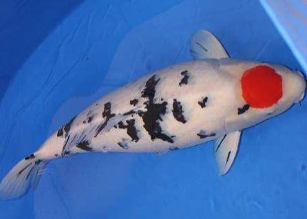 豬鼻龜保護(hù)動(dòng)物嗎(豬鼻龜是瀕危動(dòng)物嗎) 豬鼻龜百科 第1張 豬鼻龜保護(hù)動(dòng)物嗎(豬鼻龜是瀕危動(dòng)物嗎) 豬鼻龜保護(hù)動(dòng)物嗎(豬鼻龜是瀕危動(dòng)物嗎) 豬鼻龜百科 第1張