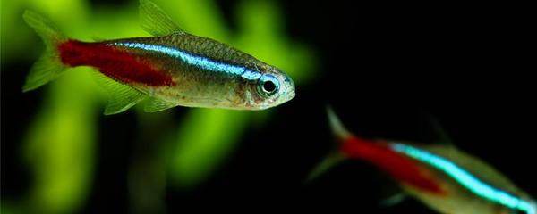 紅龍魚增色飼料怎么配比：紅龍魚增色飼料的配方