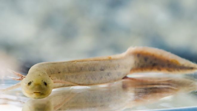 紅龍魚怎么飼養