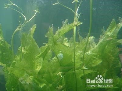 45厘米紅龍魚多少錢一條(紅龍魚50公分多少錢)