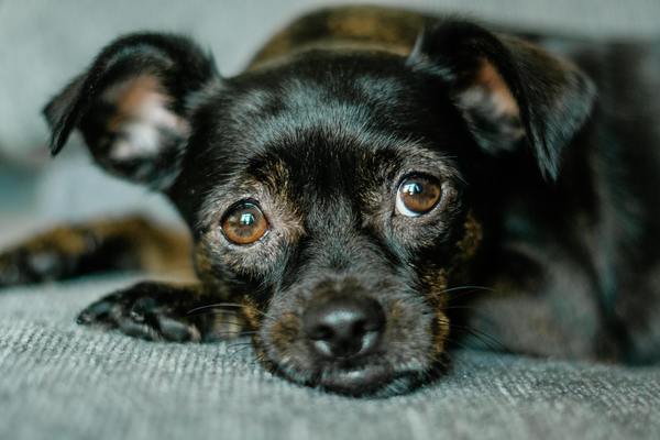 手術后吃老虎魚的功效與作用禁忌(手術后吃老虎魚的功效與作用禁忌是什么)