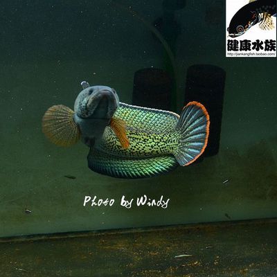 小羅漢魚可以混養嗎能和什么魚混養