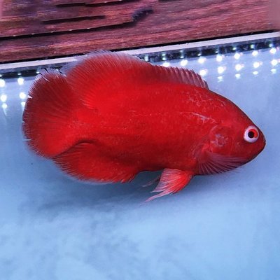 紅龍魚怎么樣養(yǎng)殖視頻紅龍魚怎么樣養(yǎng)殖視頻教程