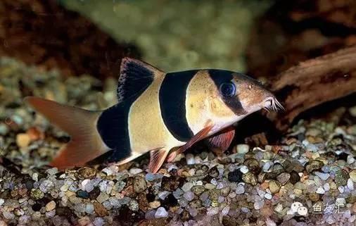 紅龍魚總是在缸底：紅龍魚為什么會選擇棲息在缸底