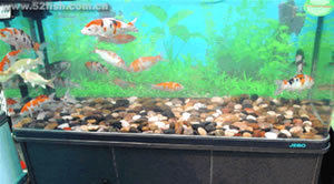 不用電魚缸過濾器：不用電的魚缸過濾器可以通過多種方式進行使用和使用 不用電魚缸過濾器：不用電的魚缸過濾器可以通過多種方式進行使用和使用 魚缸百科 第2張