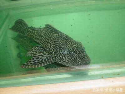 虎魚和龍魚哪個對水質要求嚴些(虎魚和龍魚混養溫度多少合適)