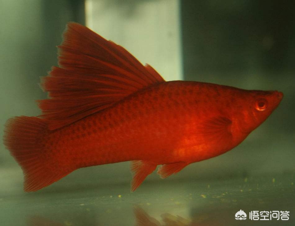 虎魚和龍魚哪個(gè)對(duì)水質(zhì)要求嚴(yán)格一點(diǎn)