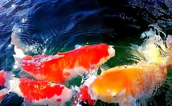 三明魚缸維護，三明地區的魚缸維護是一項系統性工程