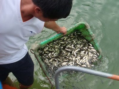 印尼紅龍魚怎么養才紅色好看：印尼紅龍魚的養殖方法