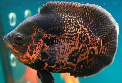 1.8米魚缸養多少：1.8米的魚缸養多少？ 1.8米魚缸養多少：1.8米的魚缸養多少？ 魚缸百科 第1張