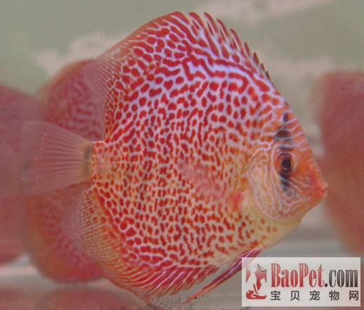 魚缸生褐藻怎么清除魚缸褐色藻類如何消除魚缸褐藻類 魚缸生褐藻怎么清除魚缸褐色藻類如何消除魚缸褐藻類 魟魚百科 第1張