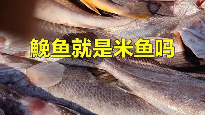 鮸魚(yú)和米魚(yú)的區(qū)別，米魚(yú)是什么魚(yú)