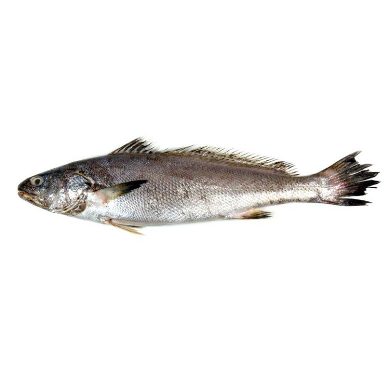 鮸魚(yú)和米魚(yú)的區(qū)別，米魚(yú)是什么魚(yú)