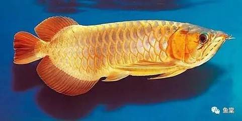 新加坡紅龍魚長大后發(fā)色了怎么回事啊：新加坡紅龍魚長大后發(fā)色與遺傳的關(guān)系紅龍魚發(fā)色與遺傳的關(guān)系