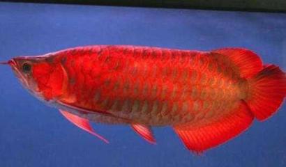 紅龍魚和什么魚混養(yǎng)好看：紅龍魚混養(yǎng)的幾種魚類 紅龍魚和什么魚混養(yǎng)好看：紅龍魚混養(yǎng)的幾種魚類 紅龍魚百科 第2張