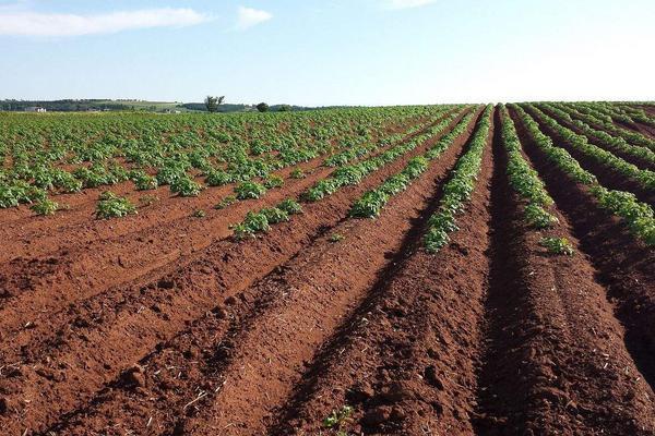 紅龍魚品牌排行榜前十名有哪些牌子：2024年紅龍魚飼料品牌排行榜前十名