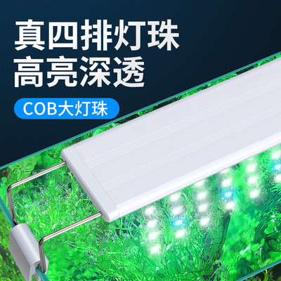 龍魚的最低水溫是多少