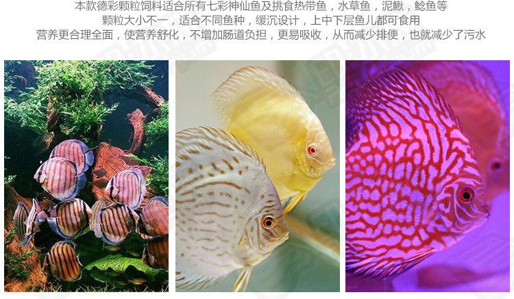 紅龍魚鱗片發紫：紅龍魚的鱗片發紫怎么辦