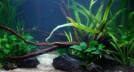 龍魚都喂什么飼料好養