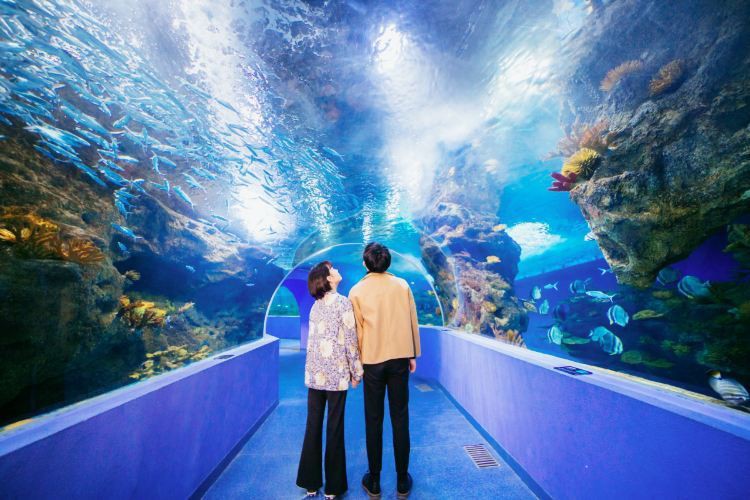 東昌府水族店，聊城東昌府區龍魚水族店啟信寶聊城市東昌府區龍魚水族店