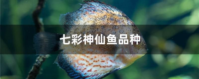 豬鼻龜爛了怎么辦用什么藥(豬鼻龜身上爛怎么辦用什么藥)