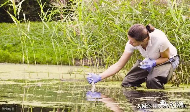 金龍紅龍魚混養(yǎng)燈配置：關(guān)于金龍魚和紅龍魚混養(yǎng)時(shí)的燈配置詳情
