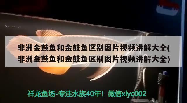 龍魚吃小魚么 龍魚吃小魚么 龍魚百科 第1張