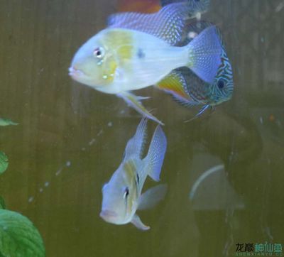 BD魟魚種群遺傳結(jié)構(gòu)分析案例，bd魟魚種群的遺傳結(jié)構(gòu)分析案例