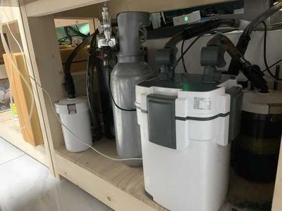 紅龍魚尺寸與魚齡對照表：紅龍魚的尺寸與魚齡之間的關(guān)系