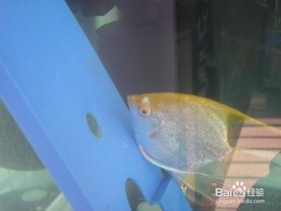 紅龍魚幼苗：紅龍魚幼苗價格和挑選方法是水族愛好者關注的重點