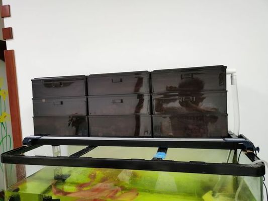 冬天室外魚缸養(yǎng)錦鯉可以嗎：冬天室外魚缸養(yǎng)錦鯉可以的