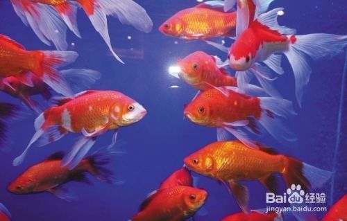 海魚老虎魚(海里的老虎魚的做法)