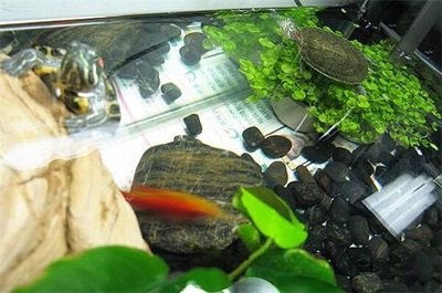 豬鼻龜深水養(豬鼻龜壽命十大深水龜)