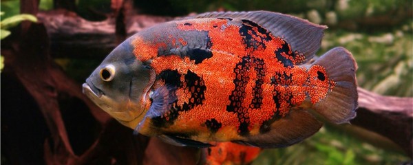 紅龍魚怎么樣長的快：如何控制紅龍魚生長速度，紅龍魚生活環(huán)境優(yōu)化方案