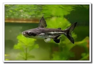 虎魚和龍魚混養溫度多少合適呀圖片(金龍魚和虎魚混養要注意些什么)