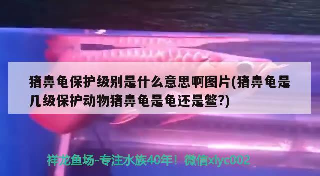 豬鼻龜保護級別是什么意思啊圖片(豬鼻龜是幾級保護動物豬鼻龜是龜還是鱉?)