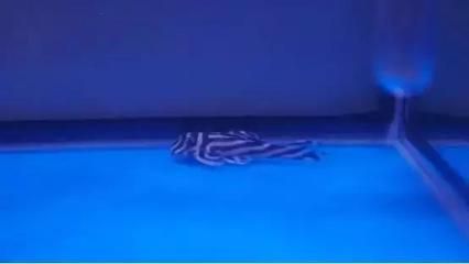 超白魚缸用的是什么玻璃？：超白玻璃是什么？