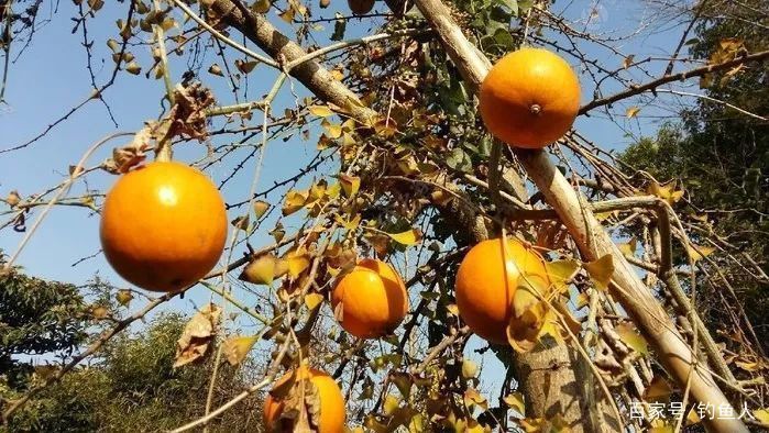 求助:魟魚身上長白膜了怎么辦