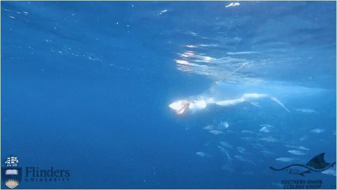 龍魚魚缸溫度多少合適養(魚缸龍魚溫度多少最合適)