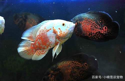 寄居蟹能記住主人嗎