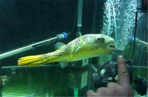 豬鼻龜可以養嗎視頻講解一下(豬鼻龜怎樣飼養)