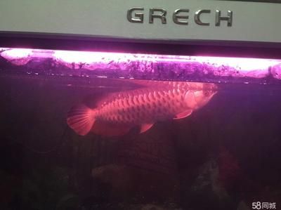 天津紅龍魚批發市場：天津紅龍魚市場