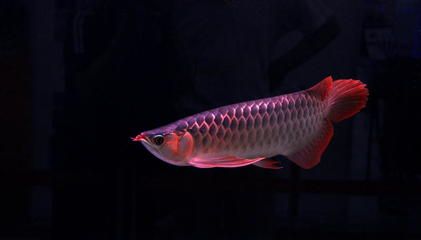 天津紅龍魚批發市場：天津紅龍魚市場