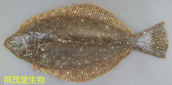 1.8米魚缸養多少黑尾魚