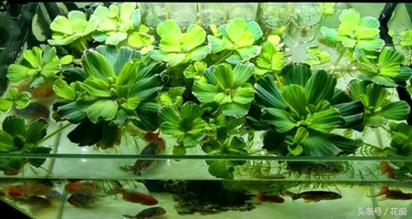 銀龍魚和紅龍魚哪個好養一點呢(銀龍魚和紅龍魚哪個好養一點呢)