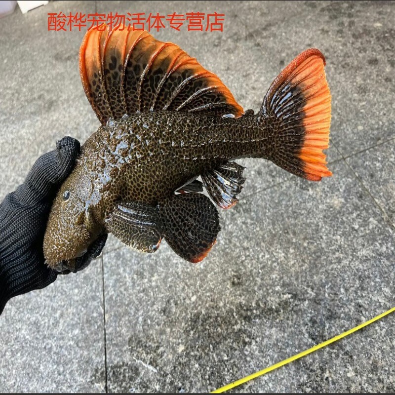 80cm的銀龍魚能賣多少錢
