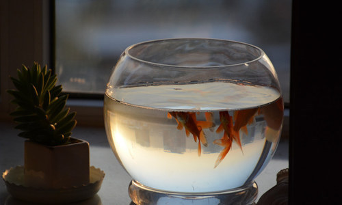 龍魚的水溫一般是在多少度養殖好