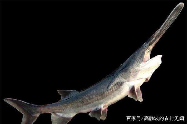 紅龍魚增色劑怎么用：紅龍魚增色劑的正確使用方法