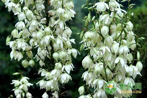 銀龍魚怕什么聲音頻率(銀龍魚會叫出聲音嗎)